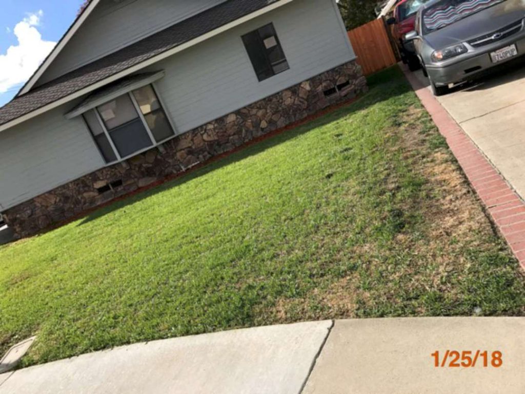 Grass and Tree Services