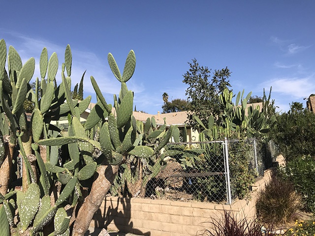 LA's Premier Property Maintenance Cactus Removal