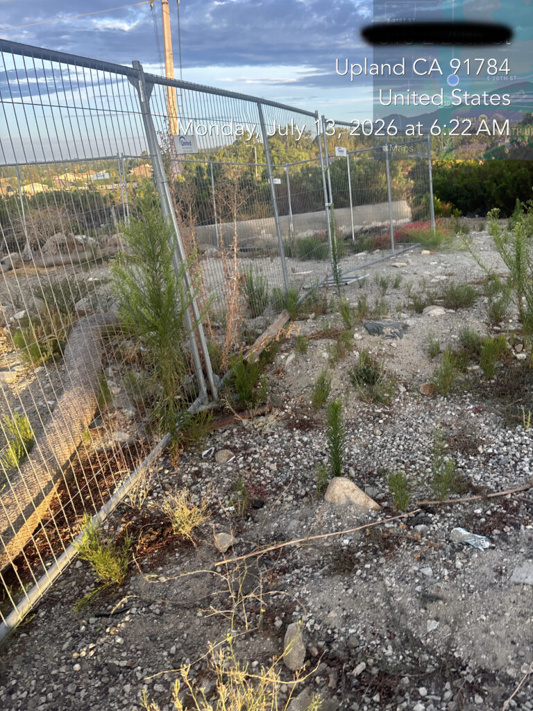 Weeds and dry vegetation growing along temporary fencing before code-violation cleanup.